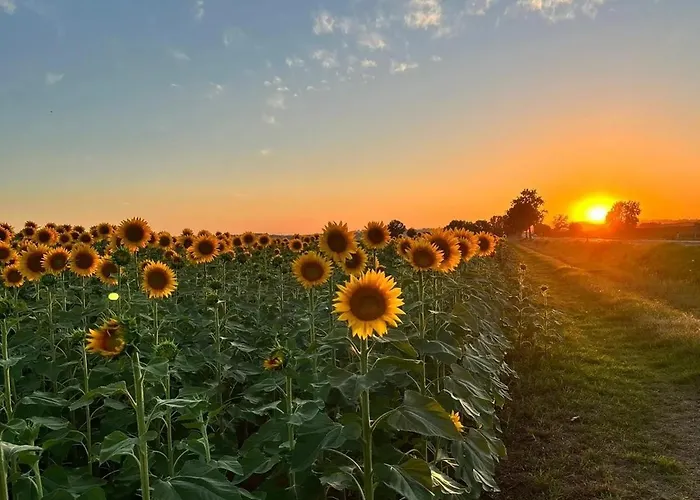 Casa Dei Pini Cortona