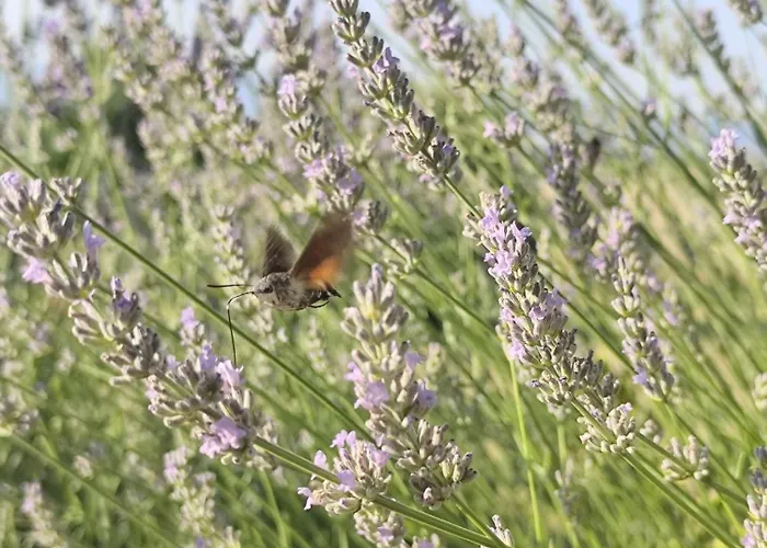 Apartmán Casa Dei Pini *