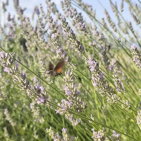 아파트 Casa Dei Pini *